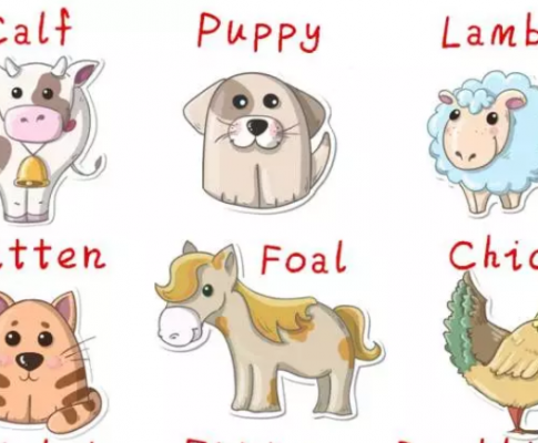 Baby Animals (Read: 17,496)